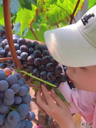 #马陆葡萄 #夏黑葡萄 顺丰冷链送货上门哦
