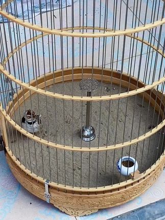 百灵鸟吃什么可以长得更好?我们可以选择一款盖帝尔百灵鸟专用粮,它里面含有优质的蛋白、维生素、矿物质,营养全面,适口性很好。它的配料表里有多种新鲜谷物,还有虾红素、螺旋藻、五谷虫、昆虫粉等等,都是经过熟化的工艺处理,呵护鸟宝肠道健康,让鸟宠吃的更香。#原创视频 #萌宠推荐官 #上热搜 #神奇动物在抖音 #实拍原视频