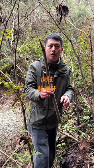 虎杖,也叫酸桶杆,有货有资源的兄弟投资一个关注,评论区给我发图片#三农 #山货 #虎杖 #山货上头条 #三农流量扶持计划