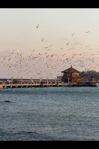 愿极光出现在世界各地🍀#爱情怎么翻译 #青岛