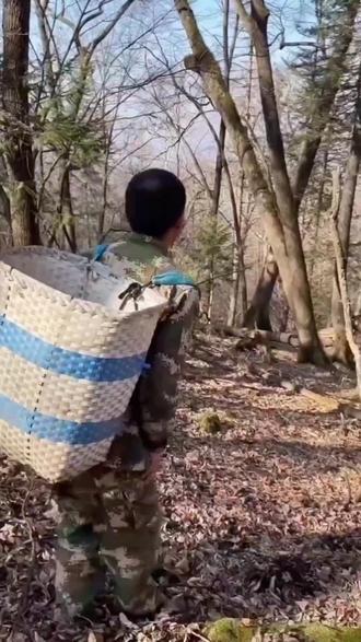 黄金草又名嗷嗷叫 东北特产黄金茶 适合三十岁以上的男士喝 #嗷嗷 #黄金草#石韦 #男士 #中年男人