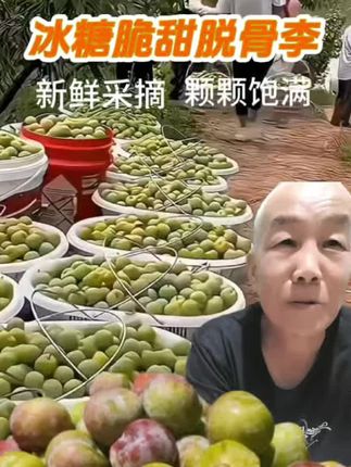 正宗四川脱骨李,又脆又甜#当季水果 #水果 #产地直供 #好吃到停不下来