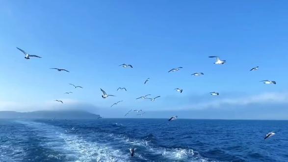 记不记得一二年 你说偷狗最挣钱 #斩虍 #斩虍二创
3.21存