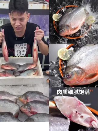 #上热门 #好物推荐🔥 #超大号鲜活速冻红鲳鱼650g-750g/条净重6.5斤 肉厚刺少鲜美