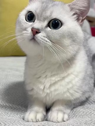 #猫尿闭 #猫膀胱炎