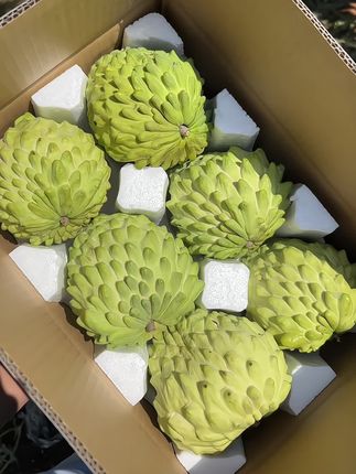 这个释迦果真是绝了!!一口爆汁甜甜糯糯的,吃起来是冰淇淋的口感!香甜软糯又多汁,简直一口就沦陷啊!也太好吃了吧#释迦果 #凤梨释迦果 #新鲜应季水果 #软糯香甜 #现摘现发新鲜到家