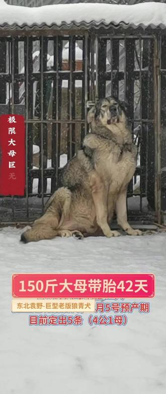 狼王统治搭配极限大母巨无霸
后代目前已定出5条(4公1母)2月5号预产期,4月5号发狗
#巨型老版狼青犬