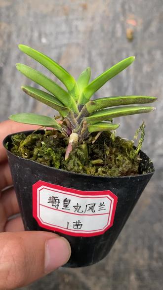 海皇丸 海皇丸风兰,稀有品种!