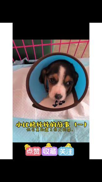 2026,愿吉祥如意,温暖常在!#流浪动物救助 #神奇动物在抖音