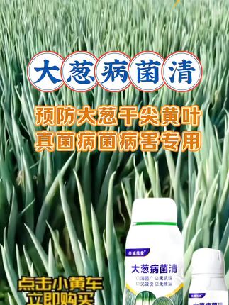 大葱干尖黄叶烂根腐根就用大葱病菌清#大葱 #大葱种植 #大葱干尖黄叶 #三农 #农业种植