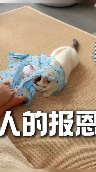 给小猫买了新五角星玩具,还会发声,直接把小猫迷住了#逗猫神器 #猫咪日常 #猫玩具 #萌宠好物 #好物推荐🔥