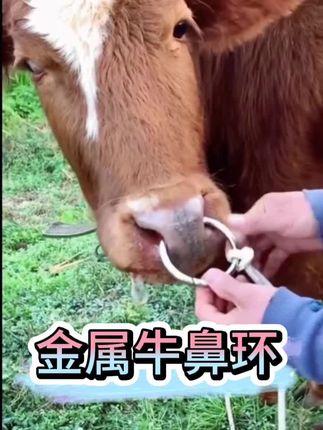 不锈钢金属牛鼻环,牵牛好帮手,穿孔后可直接使用#牛羊养殖 #养牛必备#牛鼻环 #牛鼻圈 #三农