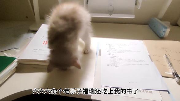 臭乐子福瑞猫直接制裁😡🤜#猫#福瑞#宠物