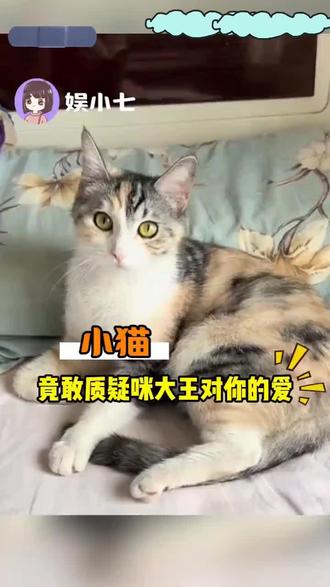 #狸花猫 #糟糕这只小猫咪谁顶得住啊 #猫咪 猫咪 人 你怎么能质疑本大王对你的爱