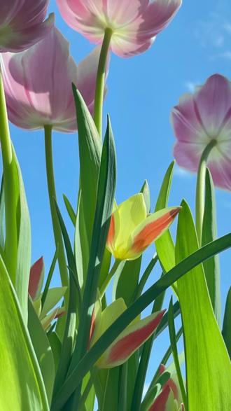 荷兰进口#指甲笔 手上脚上指甲有变了颜色不好看的,都赶紧去试试这个。#护甲 #足部护理