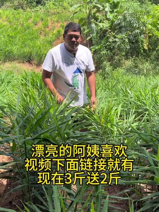 #云南小黄姜