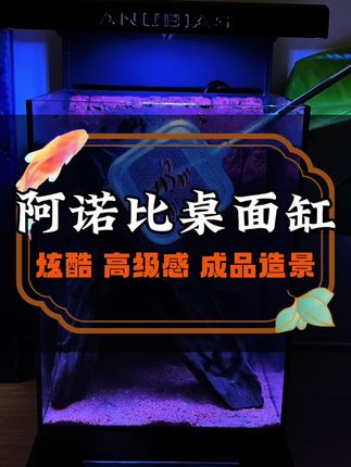 看过的都会喜欢!带成品造景的阿诺比桌面缸,终于出了国内版!人工造景,自然且霸道!特别适合养奶茶雷龙、孔雀鱼、斗鱼、灯科鱼、虎皮等小型鱼和各种小虾,想要高品质的小缸可以来试试它!#阿诺比鱼缸 #桌面缸 #造景缸 #奶茶雷龙 #斗鱼缸