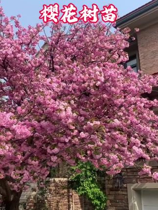樱花树苗~种出庭院浪漫! 家人们,想让院子春天开满花吗?这款樱花树苗绝了!   南北方都能种,耐寒又好养,新手也能轻松拿捏。树苗长势快,种下去不用多久,春天就能绽放满树樱花,粉的、白的像云霞一样,风一吹花瓣飘落,简直是现实版童话场景~   树形优美,平时也是养眼的绿植,夏天还能遮点阴凉。不管是小院还是阳台盆栽,种上一棵,每年春天都能拥有专属的赏花时刻,拍照发圈绝对点赞爆棚!   现在入手正合适,赶紧给家里添点浪漫,坐等明年樱花绽放~ #樱花树苗 #庭院绿植  #创作灵感 #花卉植物 #庭院花园