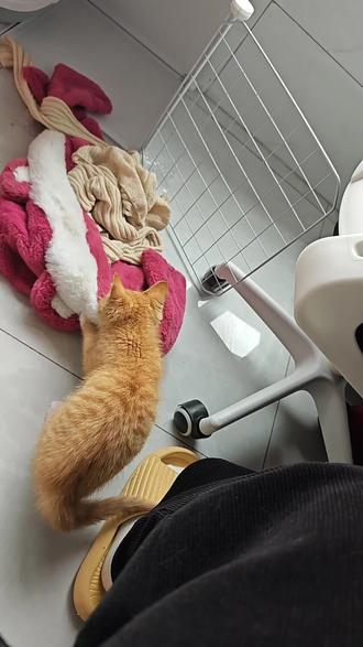 把自己窝叼出来了,谁家小猫这样啊,像个小狗一个的猫🐱#萌宠日常记录 #小橘猫