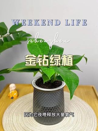 #金钻绿植 #盆栽绿植 #园艺盆栽 #花卉绿植 #四季常青