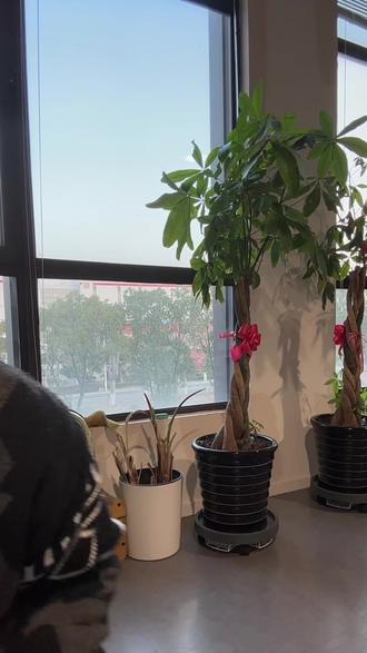 拉夫劳伦地球系列橙花小Q羊毛!库存不多,真的要拼手速薅#拉夫劳伦#拉夫劳伦地球淡香氛#超便宜超划算