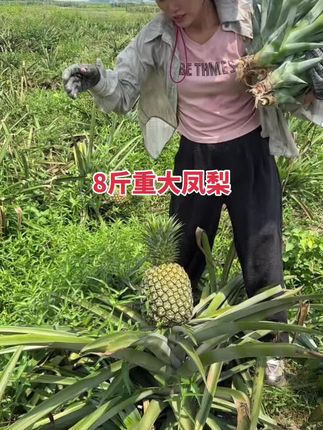 #西瓜凤梨苗 #金钻凤梨苗