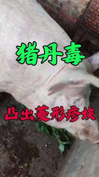 打火印四方印 #所有养猪人 #猪丹毒