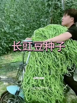 压架高产王!长豆角种子小五叶品种,早熟耐热摘不败 #高产豆角 #豇豆种子 #压塌架品种 #耐热种子 #菜园必备
