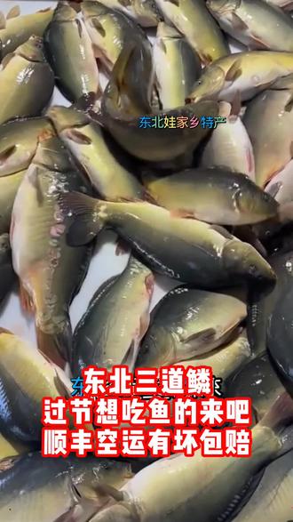 东北特产冷水三道鳞鲤鱼,肉厚刺少,肉质鲜美,大小可选,整条发货,保温箱活鱼冰鲜发货,保鲜不保活#鱼 #东北三道鳞框镜 #三道鳞