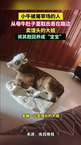 落单的小牛,被卖馒头大姐救回。大姐将其当成“宝宝”。#关爱动物 #小牛 #正能量传递 #爱心