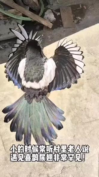 『光圣天仁,苦尽甘来!』