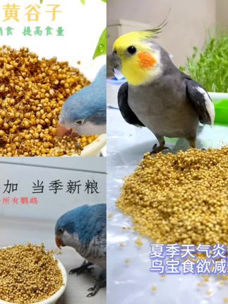 #黄谷子 鹦鹉胚芽零系列虎皮牡丹玄凤和尚小太阳鹦鹉零食优选产品颗粒添加#鸟粮 #宠物粮食 #鹦鹉粮食 #宠物用品 @巨量千川 @DOU+上热门 @小店随心推