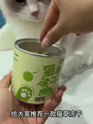 吃的选好了轻轻松松搞定小猫咪#猫咪的迷惑行为