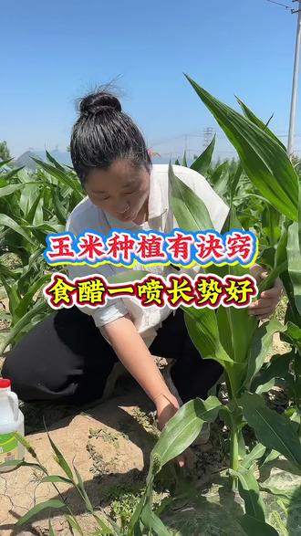 玉米高产种植 玉米种植小诀窍#玉米种植 #玉米种植技术 #玉米大丰收 #玉米高产种植技术 #三农