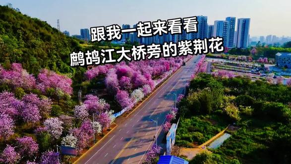 #柳州紫荆花 柳州鹧鸪江大桥紫荆花盛放