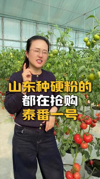 山东种硬粉的 都在订泰番一号#泰番 #泰山番茄 #泰山番茄创新研究院 #泰番省人工-不喷花不蘸花免吊穗 #西红柿种植