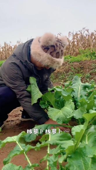 你拔过萝卜吗? 拔萝卜,拔萝卜,拔呀拔呀拔不动,90后回村种地的我们,第一年收获的萝卜,原来萝卜不是用拔的,是需要用拧的啊😂
#菠萝卜#田园生活 #治愈 #放松 #上热门