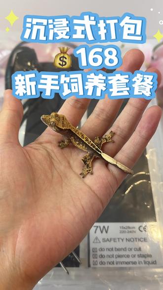 沉浸式打包168新手饲养套餐#睫角守宫#睫角守宫幼体 #爬宠#养爬 #守宫