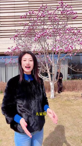 天津二乔玉兰开花#花开满津城#天津#二乔玉兰开花#紫玉兰