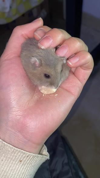 代养的小仓鼠,太可爱了,储藏这么多植物在自己的嘴巴里!#猪妞 #仓鼠 #代养 #大学生