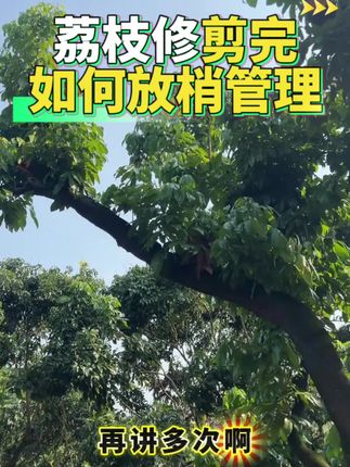 荔枝采后放梢如何管理#荔枝种植#荔枝壮梢#荔枝#农业种植#三农