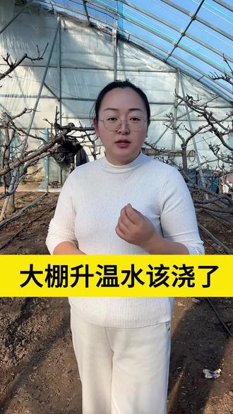 大棚升温水一定要浇#大樱桃管理#大樱桃种植#三农#果树种植