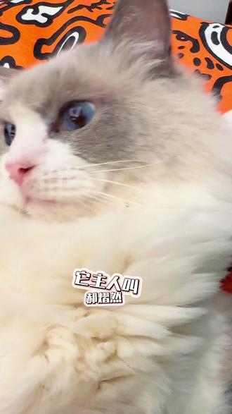 人脉这一块我没有,猫脉这一块也试一下。 发动猫脉#郝熠然 #豆芽 #猫脉