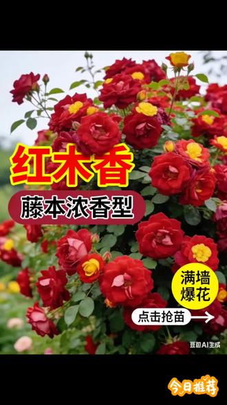 《必入红木香!满墙艳红裹浓香,地栽盆栽都能爬,开花时连风都是甜的!》#红木香#盆栽地栽#养花 #种花