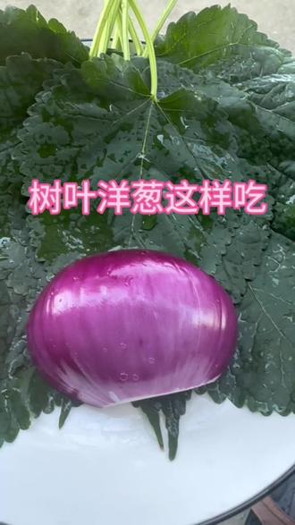 农村田边生活带你了解更多草本植物桑树叶和洋葱