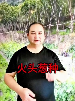 #创作灵感 #三农种植 #这火头葱味道鲜美#火头葱种