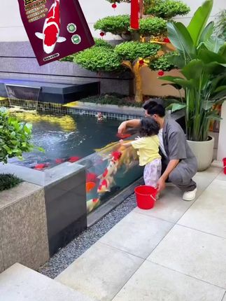 爆款热卖中,神阳巨鳞锦鲤饲料比赛级蝴蝶鲤锦鲤用鱼粮增体增色营养不浑水鱼食#好物推荐🔥 @DOU+小助手