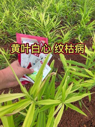 #生姜黄叶白心 #生姜干尖黄叶 #生姜白芯病 #生姜纹枯病 #姜瘟病防治