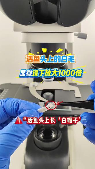 鱼头的“白毛”到底是啥?显微镜下看清真面目,养鱼人哭了!#水霉病 #显微镜 #观赏鱼 #微观世界 #科普