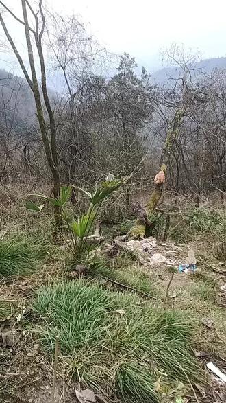 看我的鸡还会上树嘞。这是正宗跑山鸡。